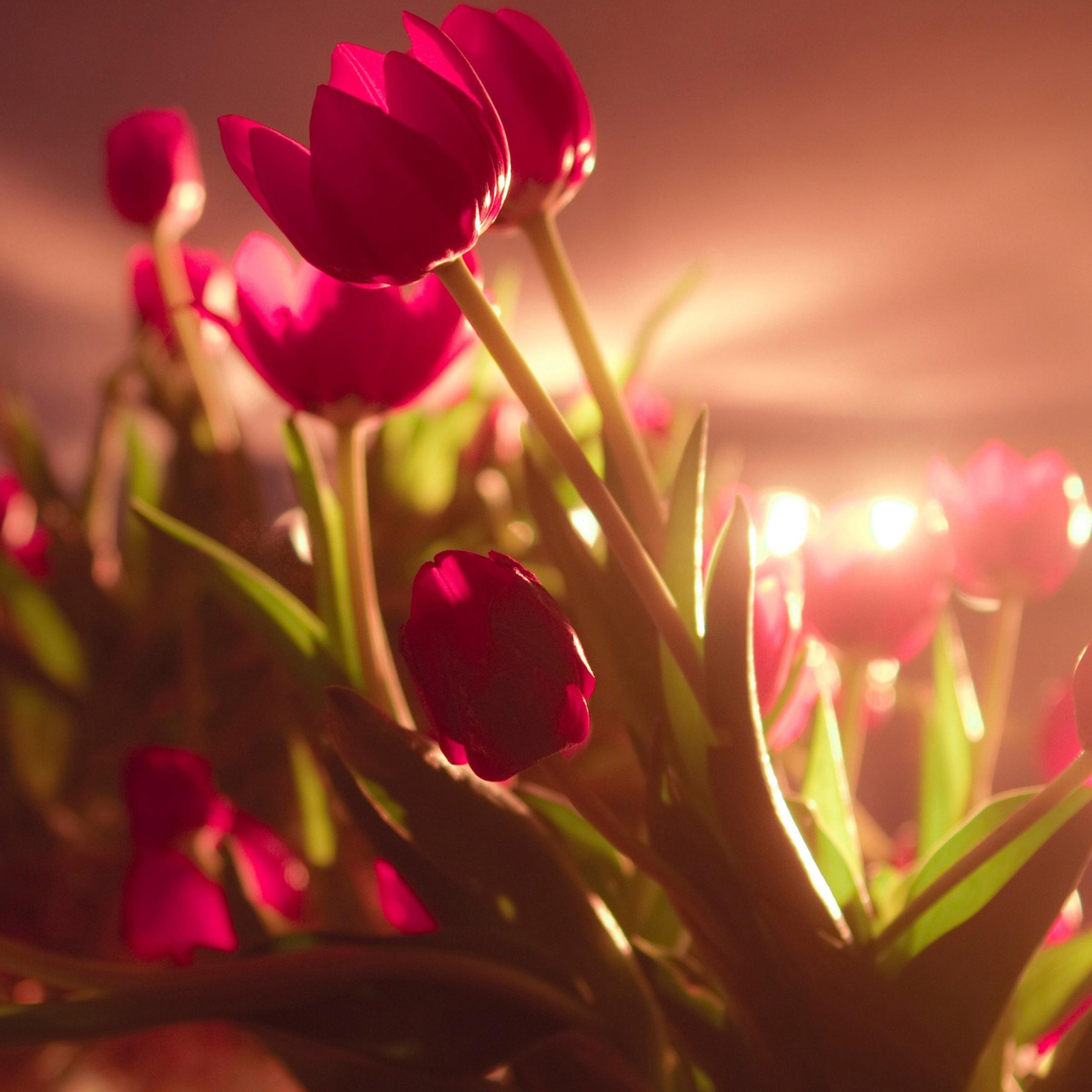 Red Flowers Photo Free Download HD Wallpapers Backgrounds Images